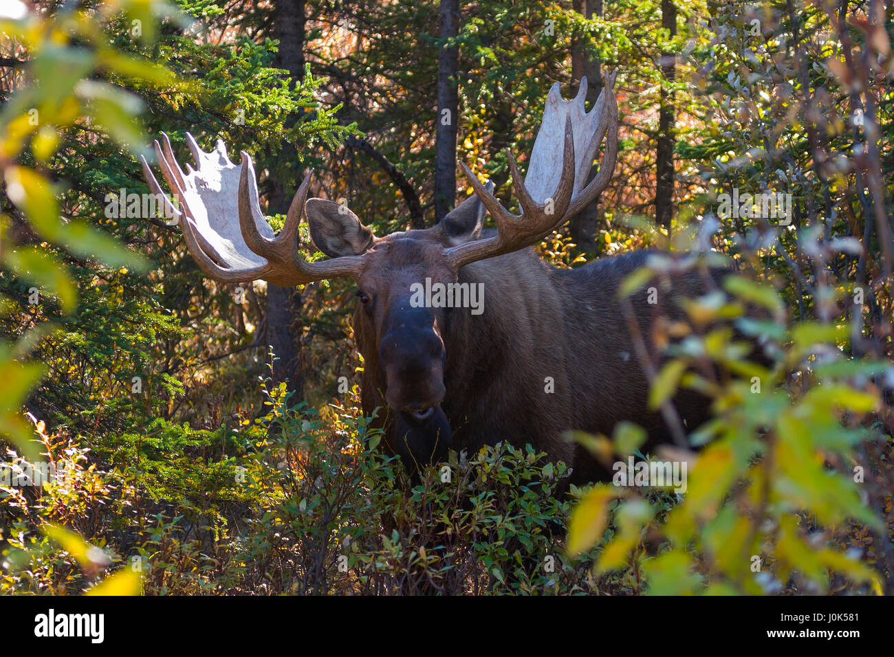 Bull Moose (Alces alces) Denali, NP AK  #12120 Sep 8, 2004  crw 8773 Bull moose brosing in fall colors Stock Photo