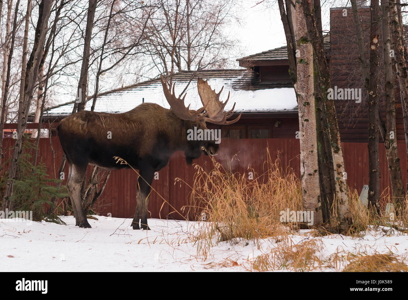 Moose alaska dewlap hires stock photography and images Alamy