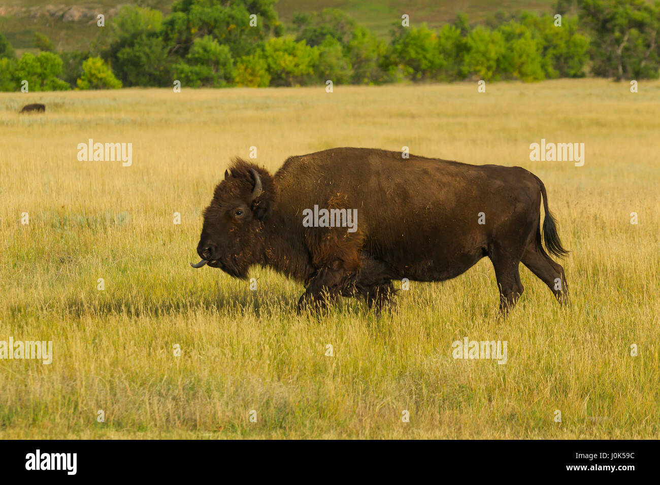 Bison (Bison bison) profile of a male bison, Custer SP, SD, USA Stock
