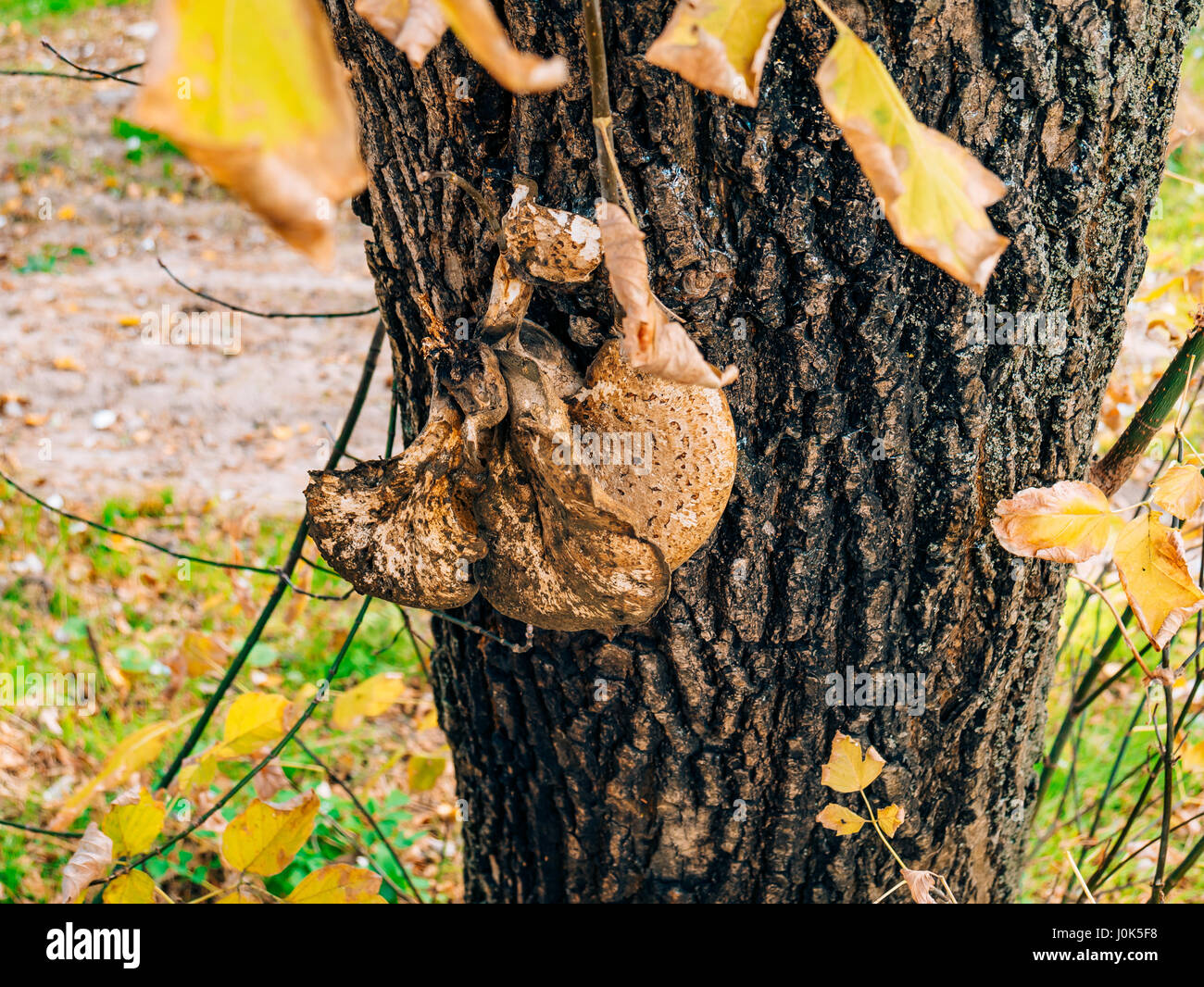 Chicken of the woods fungi laetiporus sulphureus growing on oak tree hi