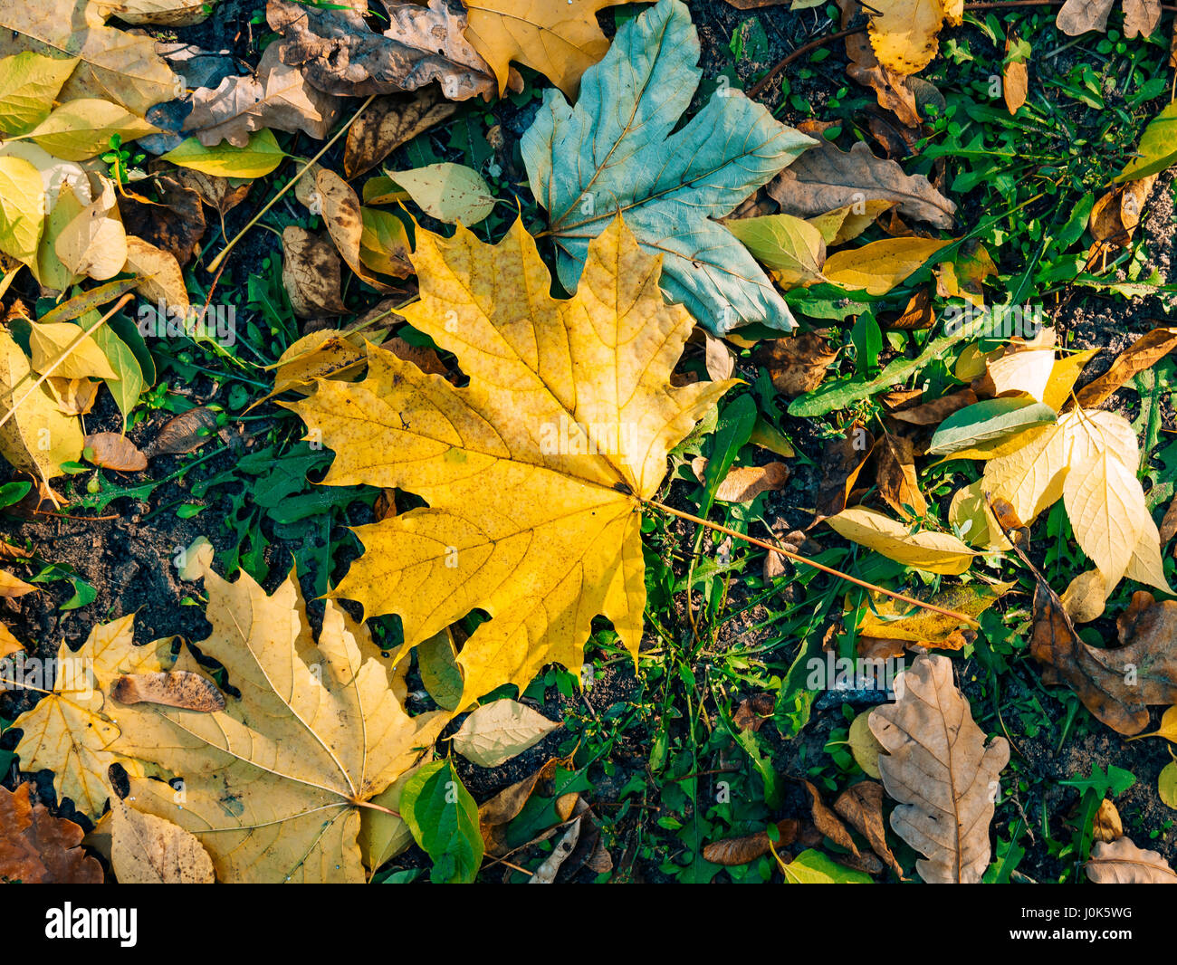 Leave Litter Park High Resolution Stock Photography and Images - Alamy