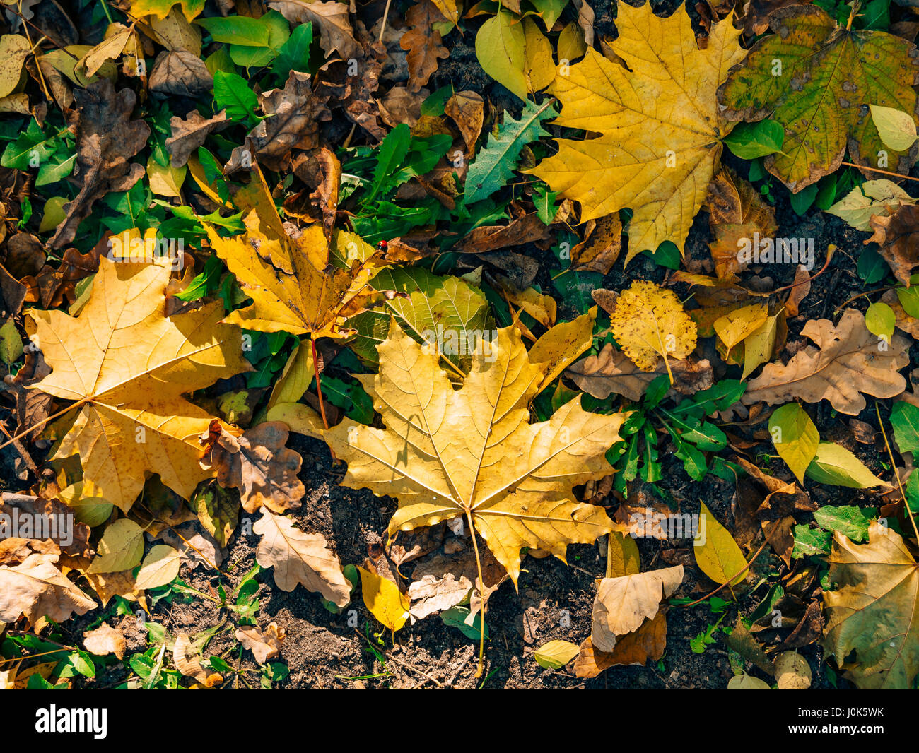 Leave Litter Park High Resolution Stock Photography and Images - Alamy