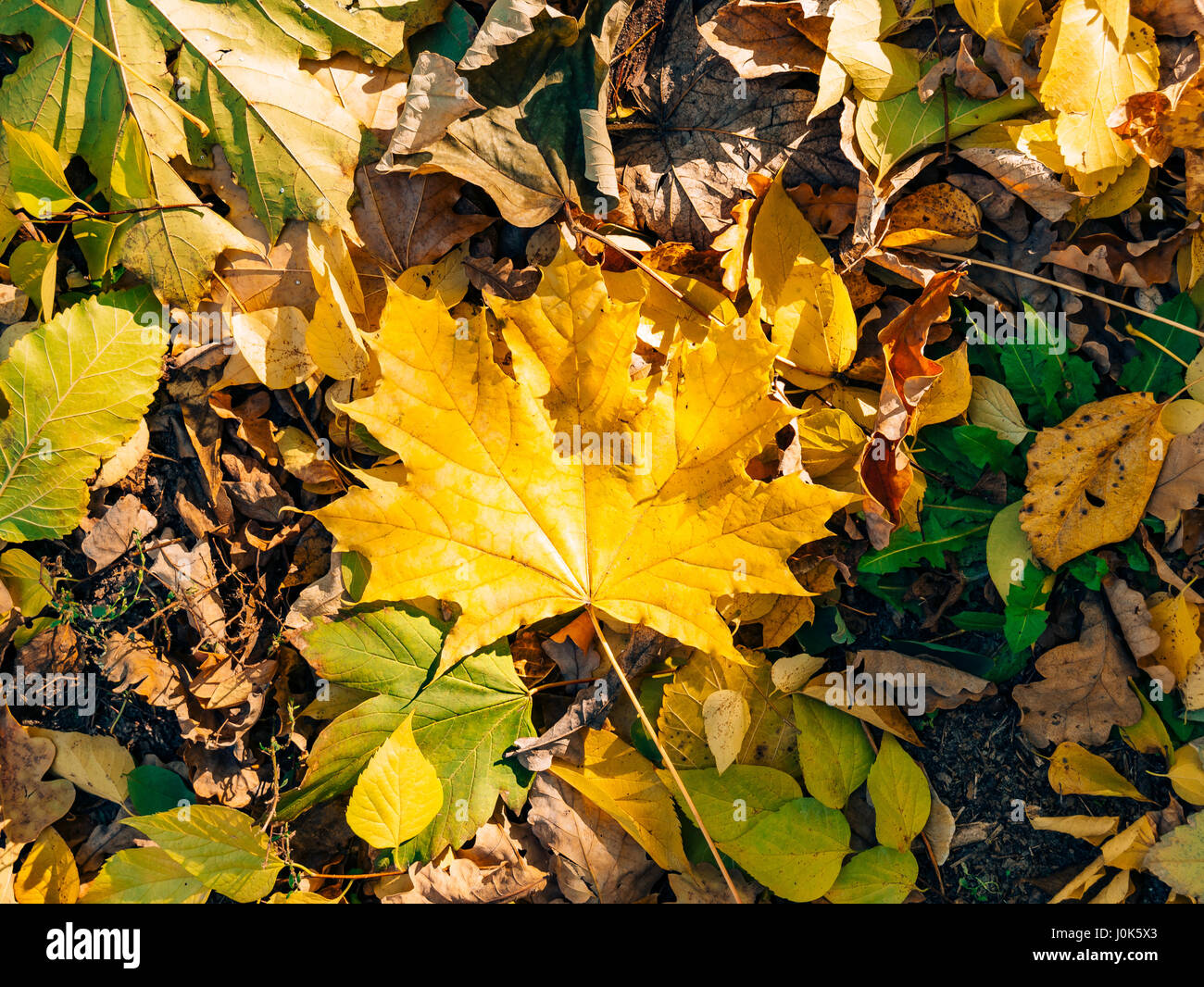 Leave Litter Park High Resolution Stock Photography and Images - Alamy