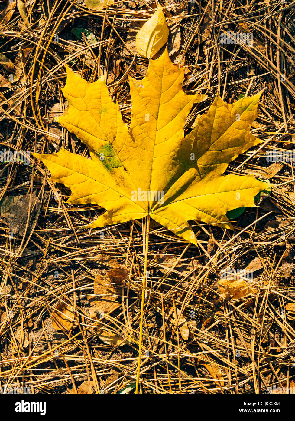 Leave Litter Park High Resolution Stock Photography and Images - Alamy