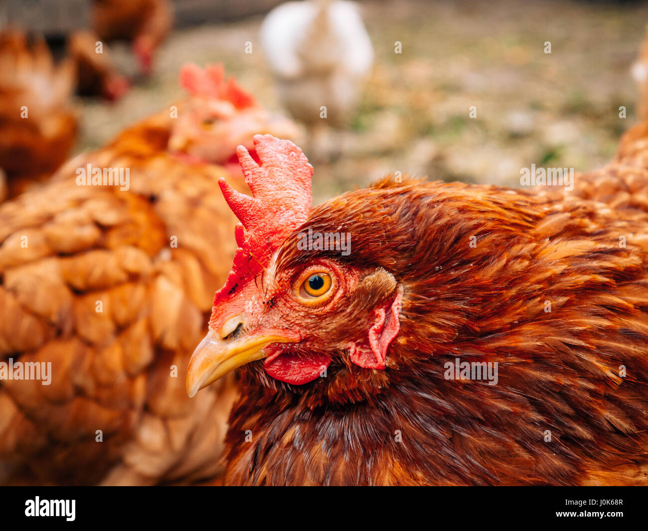 Well-groomed red hens in the village. Chickens walking on rural yard ...