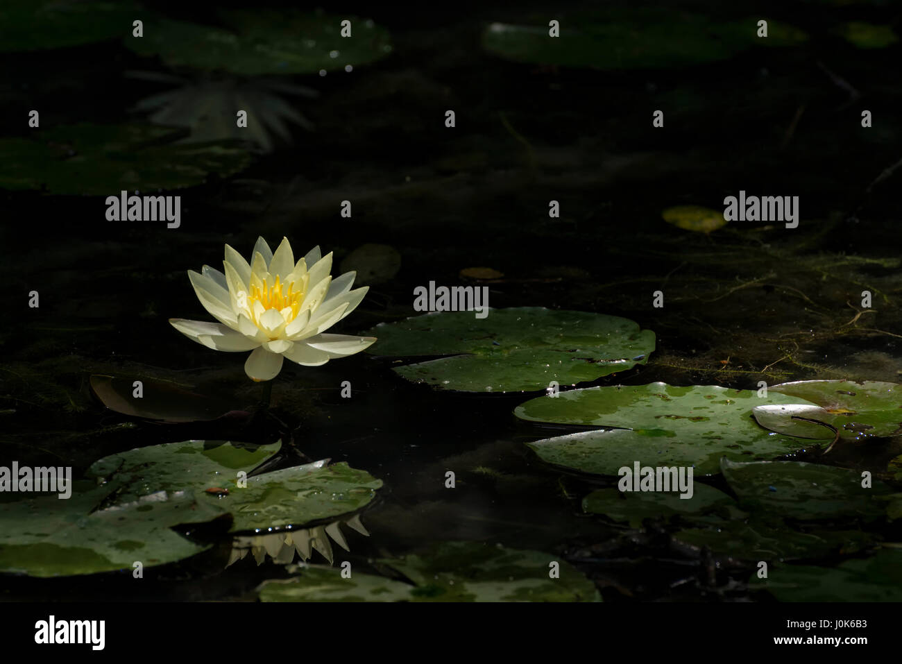Yellow water lily Stock Photo - Alamy