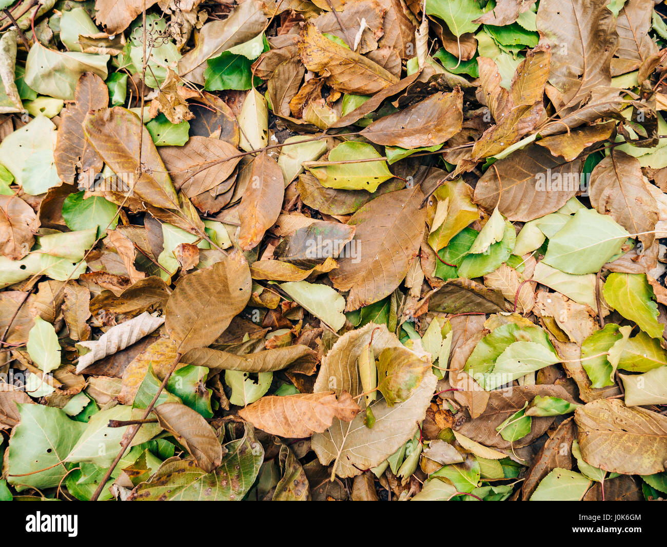Texture of autumn leaves. Yellow fallen leaves on the ground in the ...