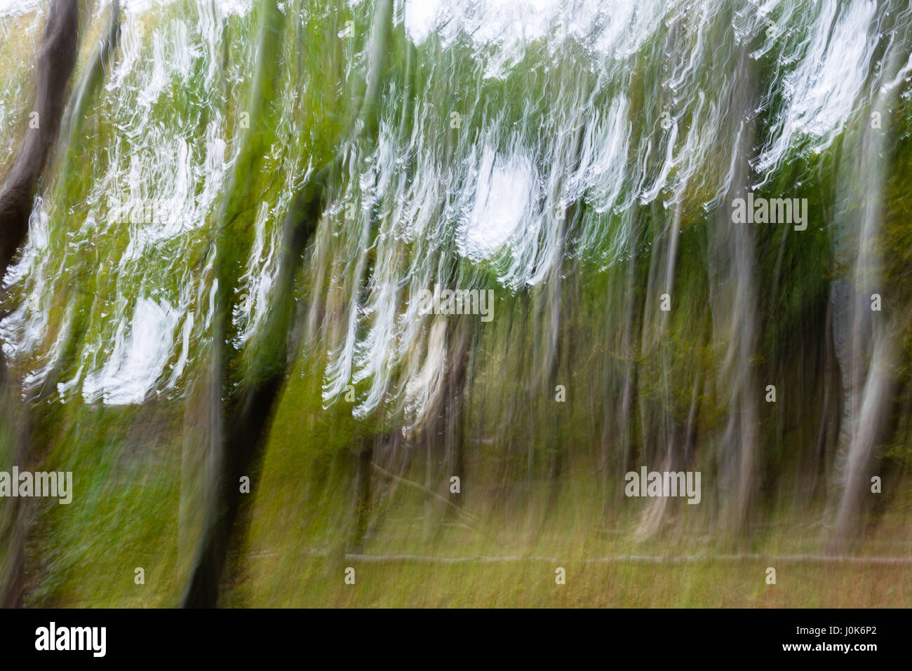Light writing music into the wood, blurred, island of Moen, Denmark, Scandinavia, Europe Stock Photo