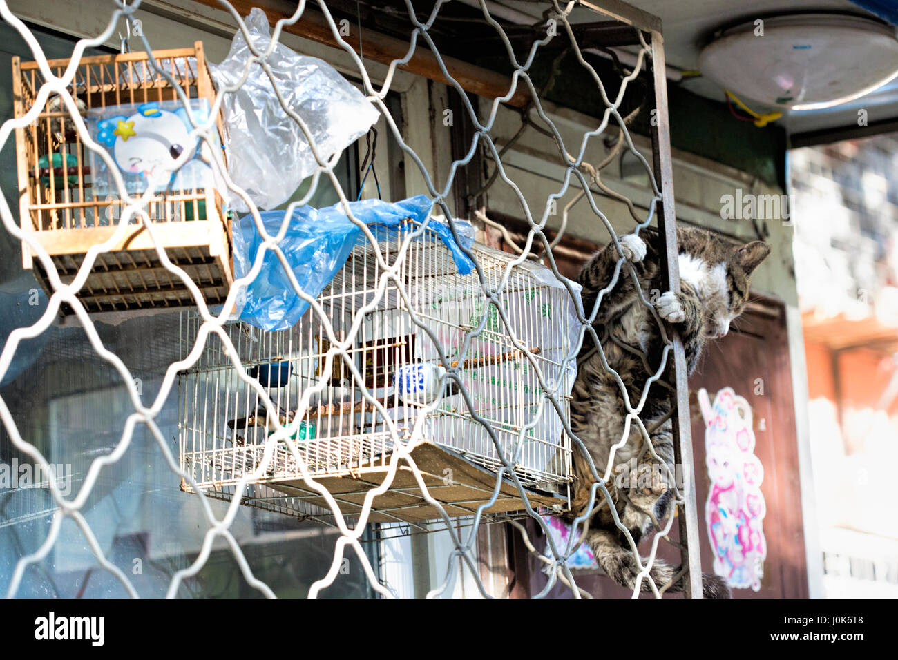 Cat climbing to bird in cages, Beijing, China Stock Photo Alamy