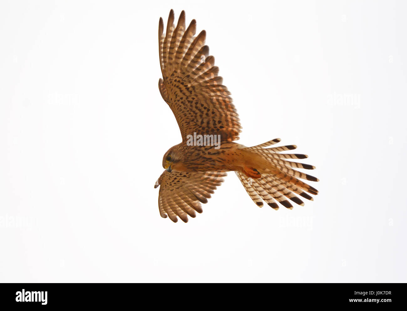 Kestrel hovers while hunting Stock Photo