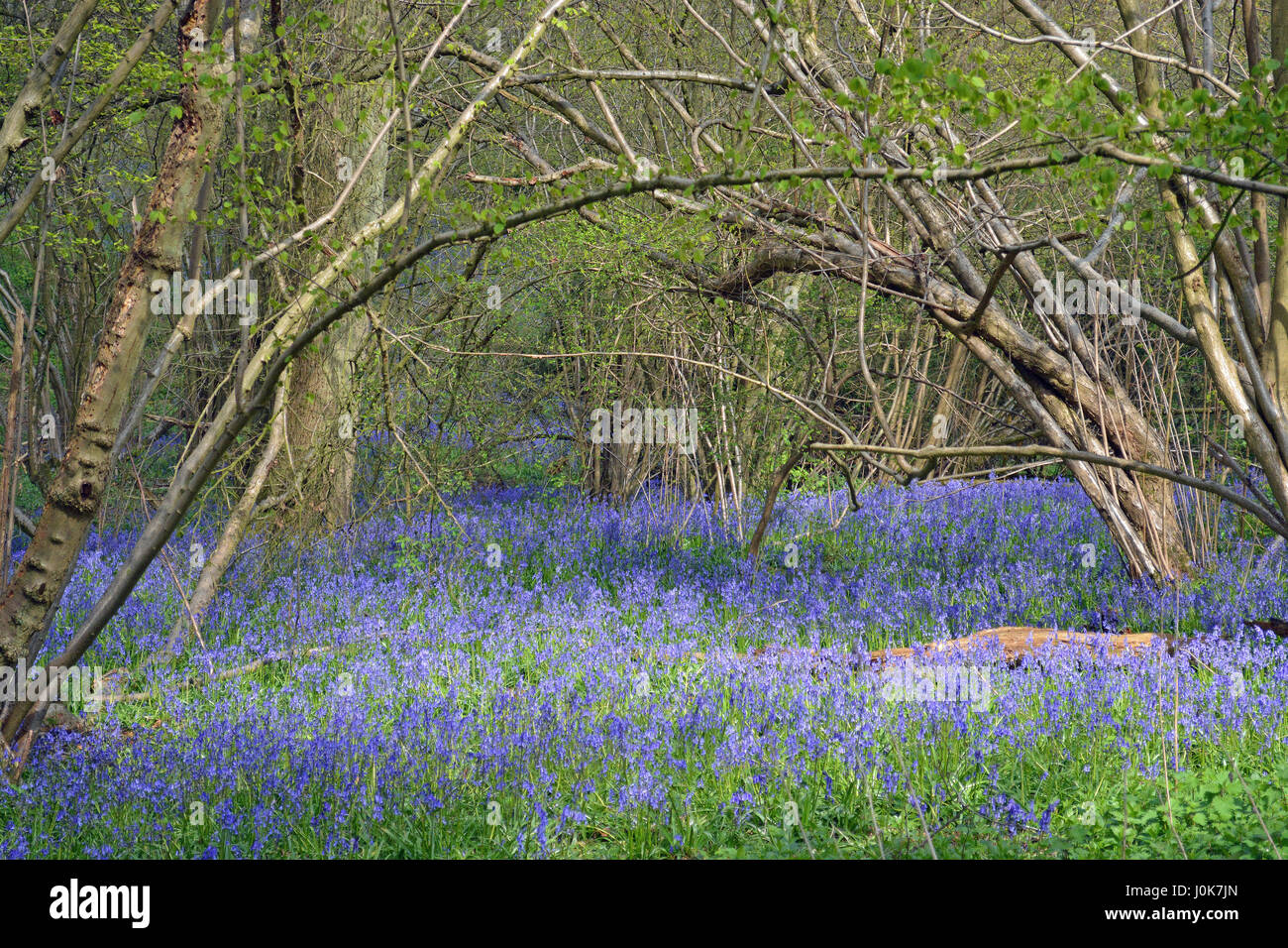 Bluebell Woods in Kent Stock Photo
