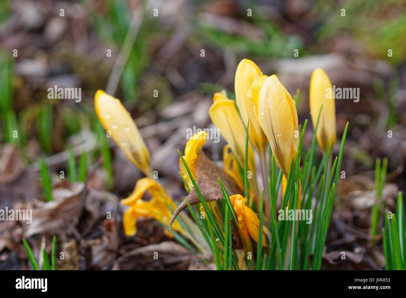 Crocoideae hi-res stock photography and images - Alamy
