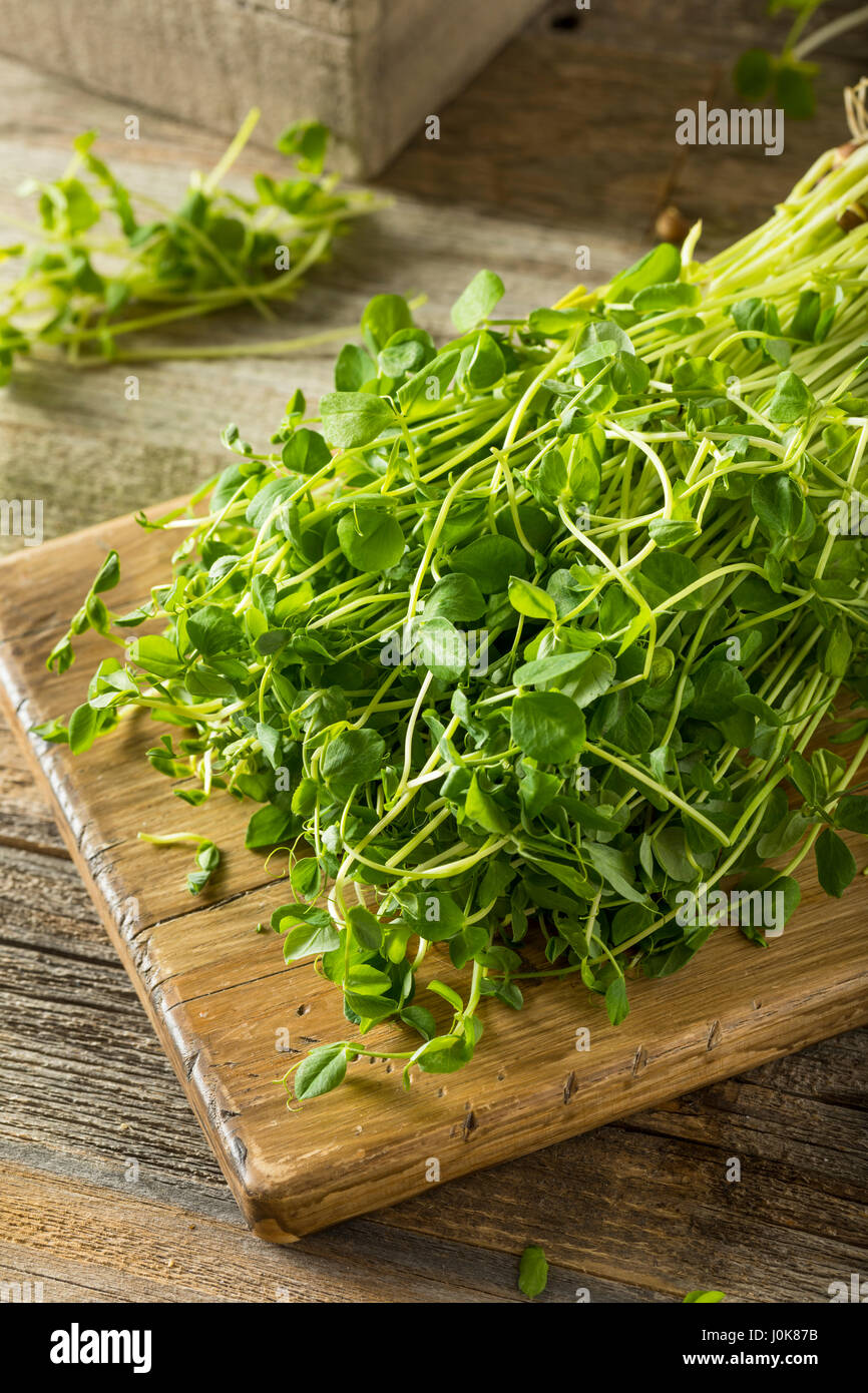 Organic Raw Green Pea Shoots Ready to Eat Stock Photo Alamy