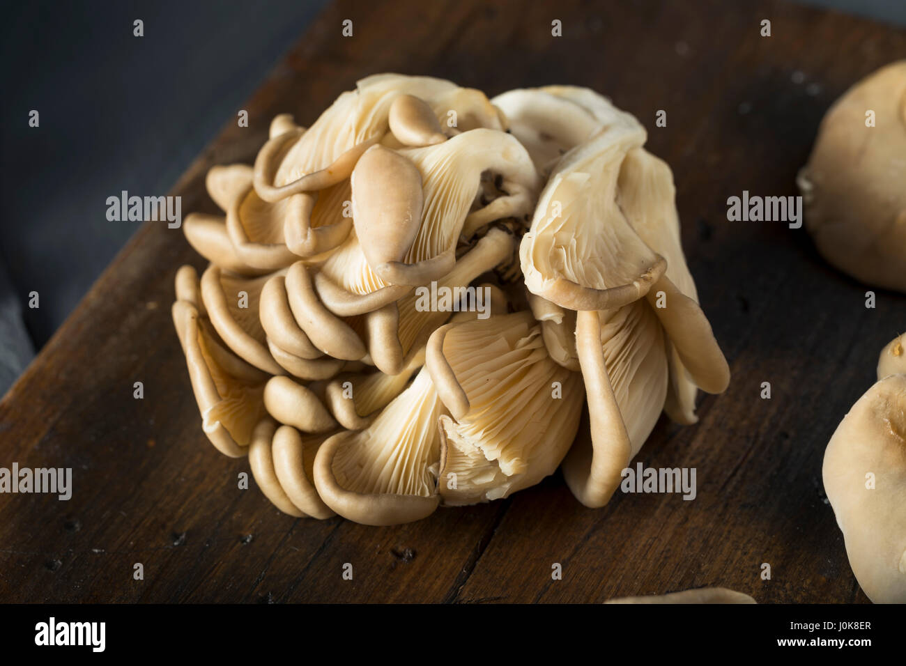 Raw Organic Oyster Mushrooms in a Bunch Stock Photo