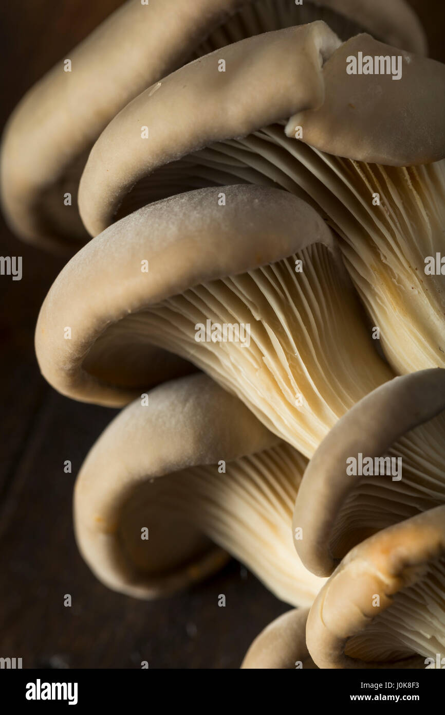Raw Organic Oyster Mushrooms in a Bunch Stock Photo