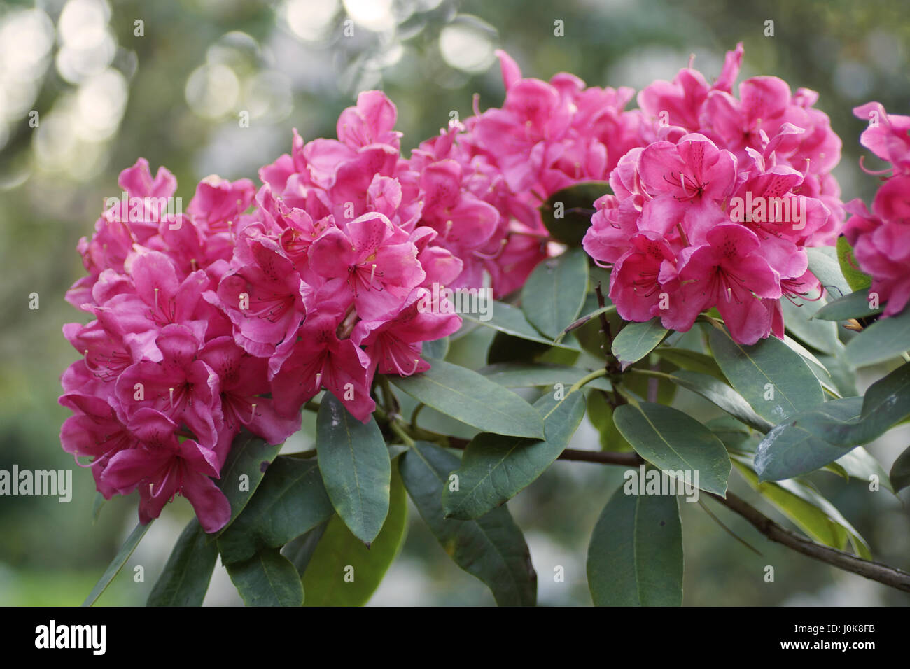 Rhododendron 'Peter Koster' Stock Photo