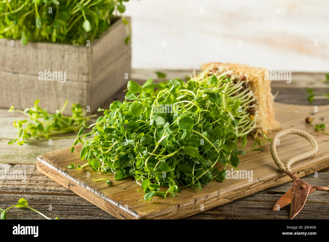 Organic Raw Green Pea Shoots Ready to Eat Stock Photo Alamy