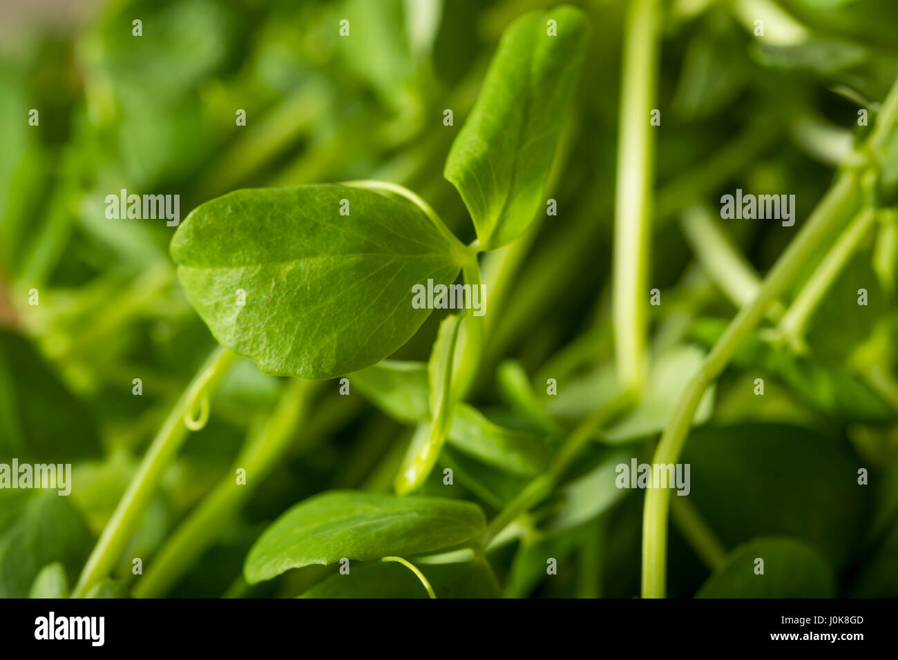 Organic Raw Green Pea Shoots Ready to Eat Stock Photo Alamy