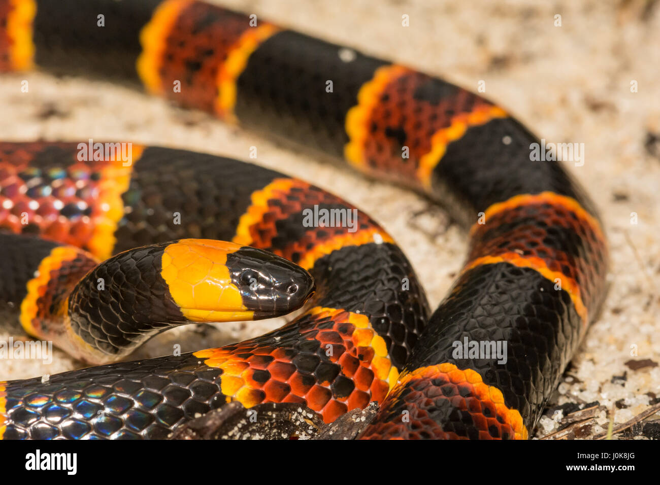 A close up of Eastern Coral Snake at Apalachicola National Forest in Florida. Stock Photo