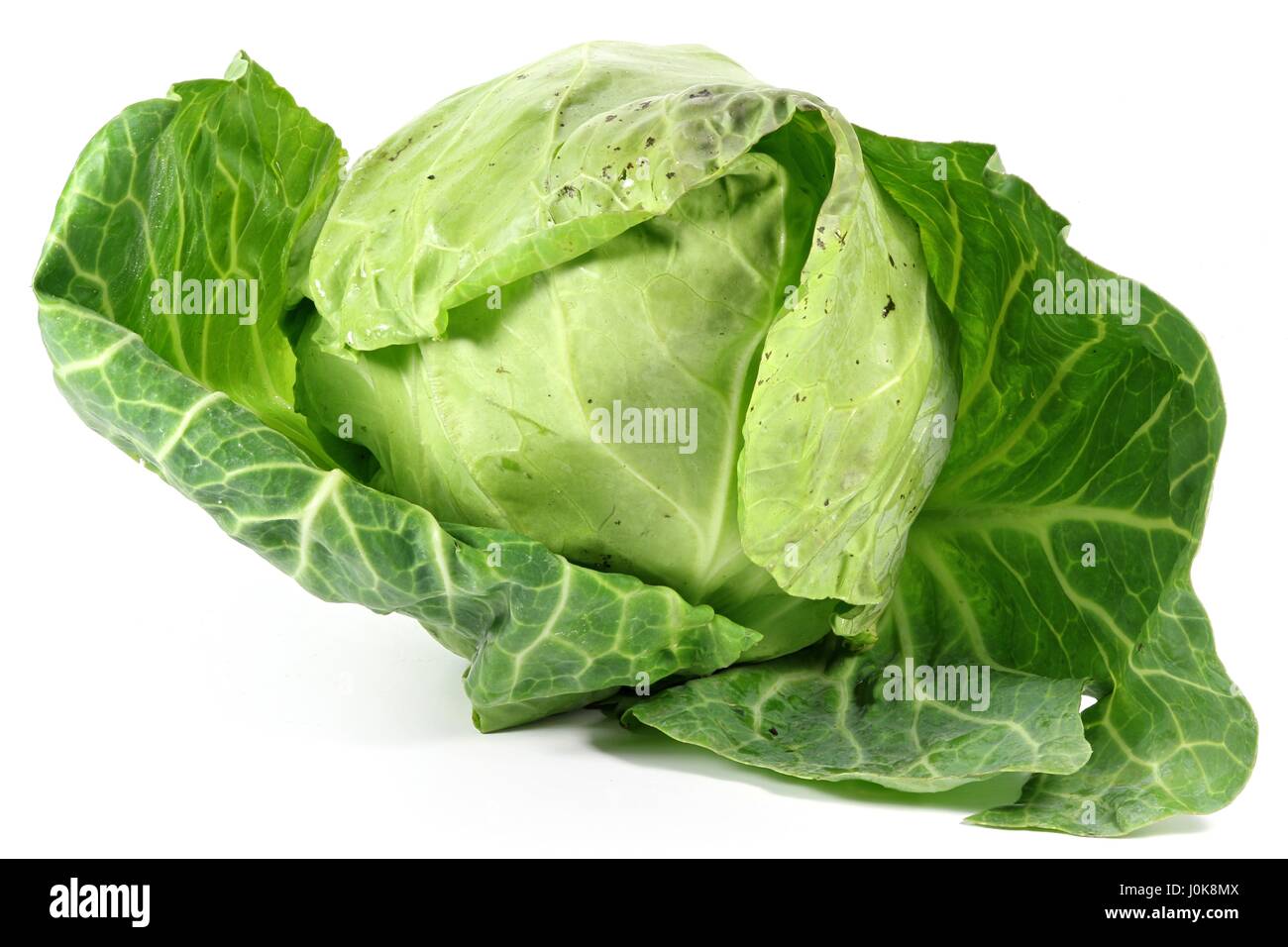 white cabbage from organic farming isolated on white background Stock ...