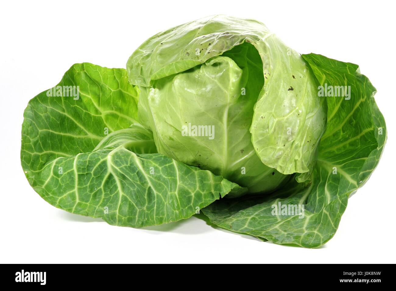white cabbage from organic farming isolated on white background Stock ...