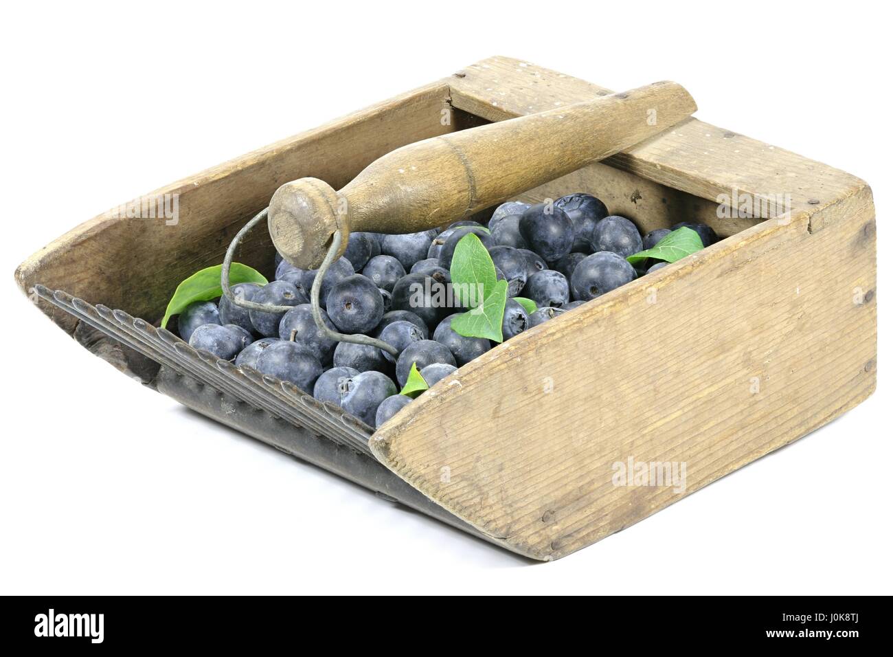 freshly harvested blueberries in an old blueberry rake isolated on ...