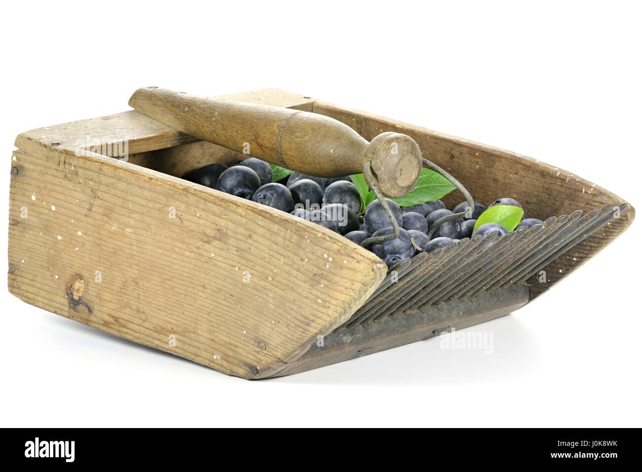 freshly harvested blueberries in an old blueberry rake isolated on ...