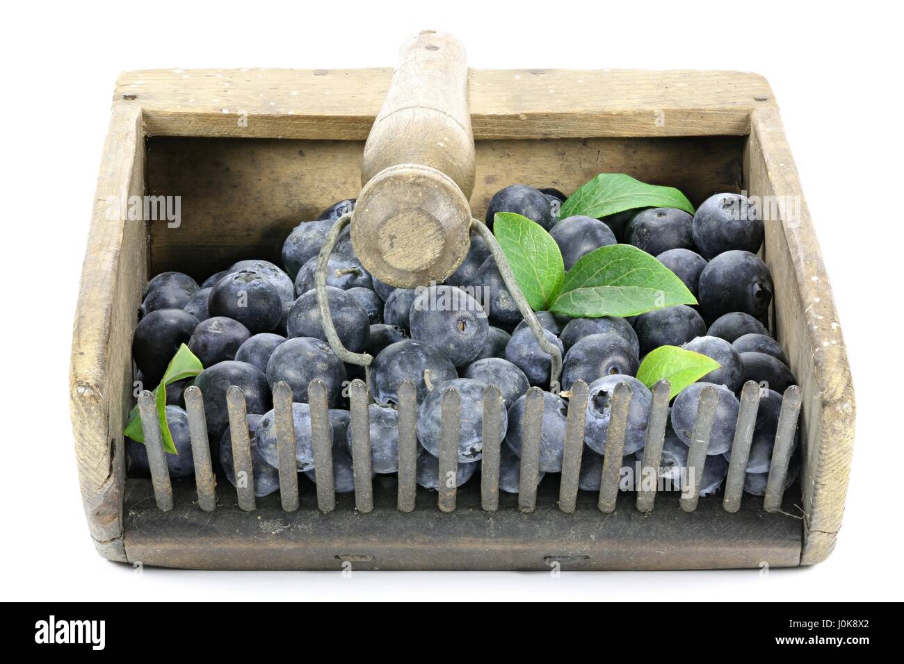Blueberry rake hi res stock photography and images Alamy
