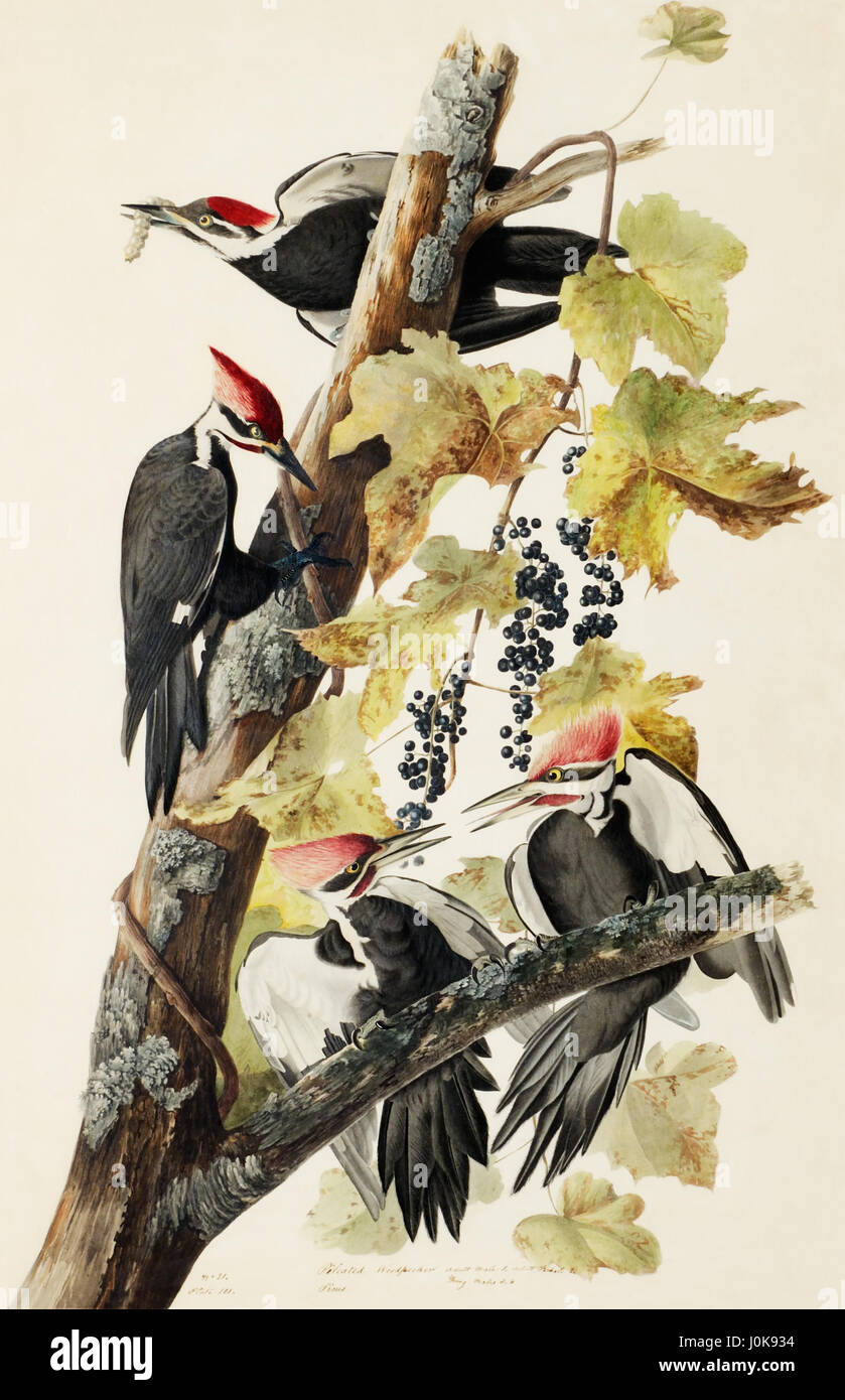 John James Audubon bird painting - Pileated woodpeckers, Study for Havell, preparatory for Birds of America. Stock Photo