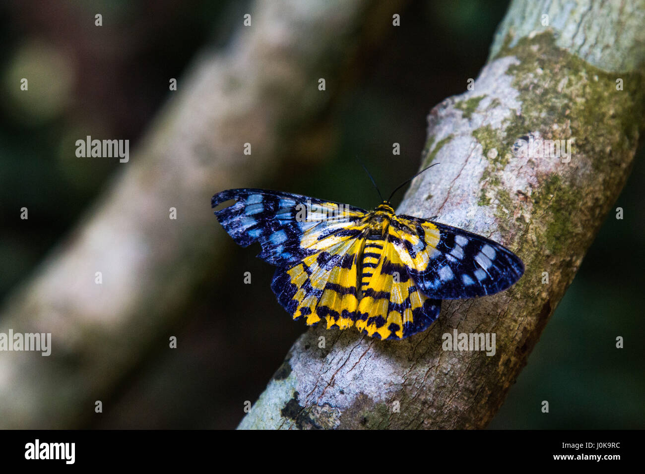 A beautiful colourful moth perched on a branch Stock Photo