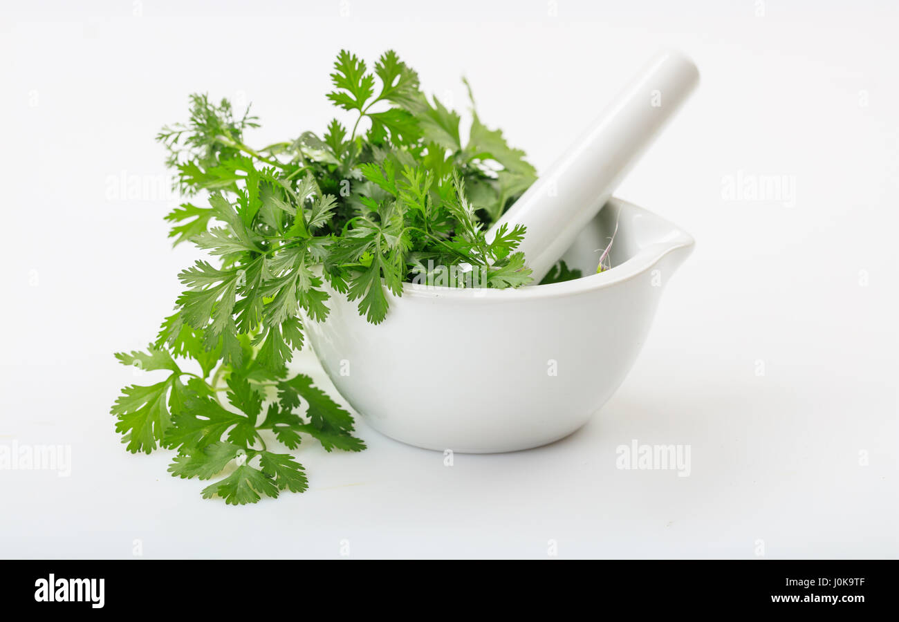 Fresh coriander in a mortar on white background Stock Photo