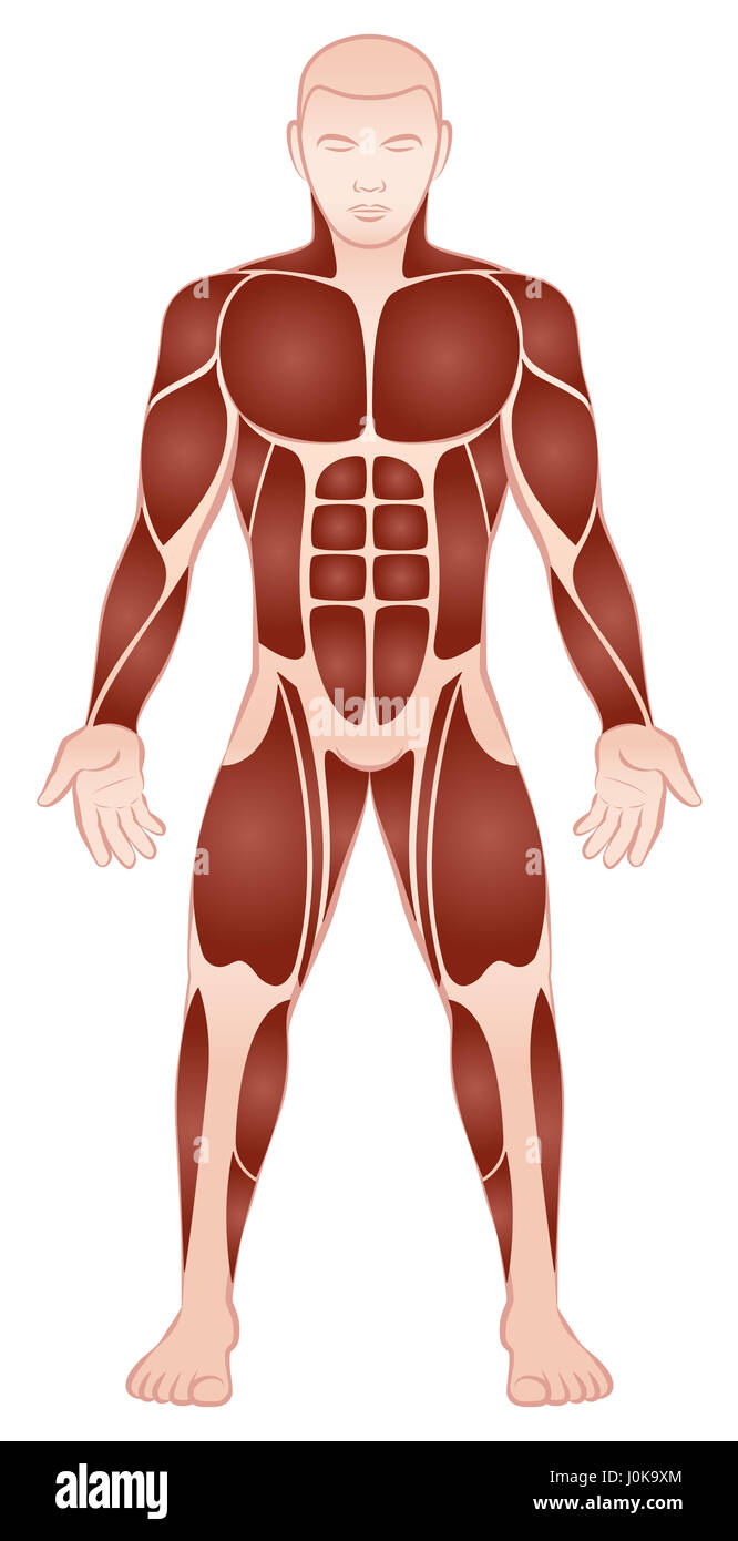 Six pack abs man hi-res stock photography and images - Alamy