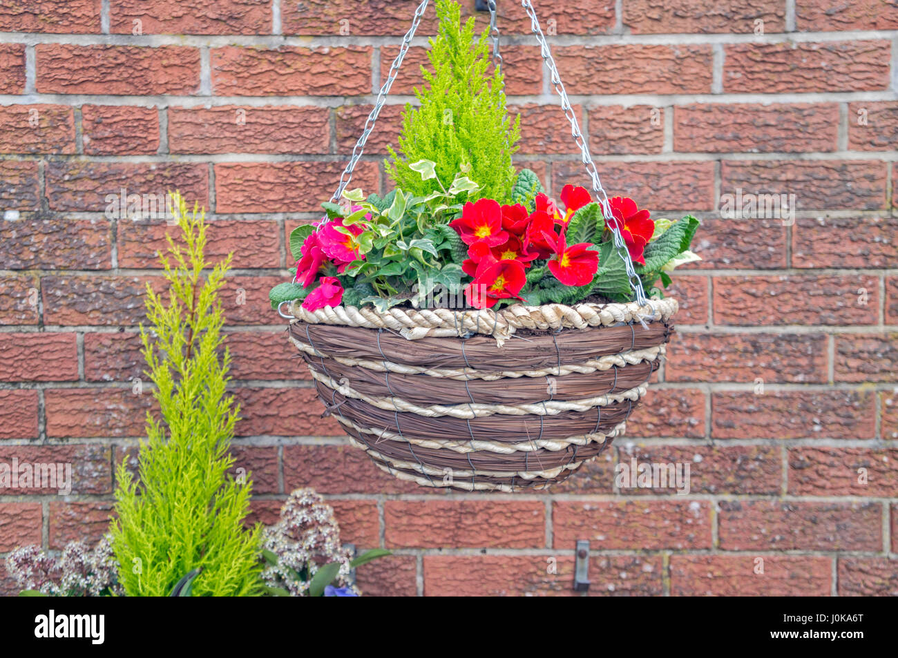 Red Pansies, Wentworth Garden Centre, Rotherham, Flowers Stock Photo