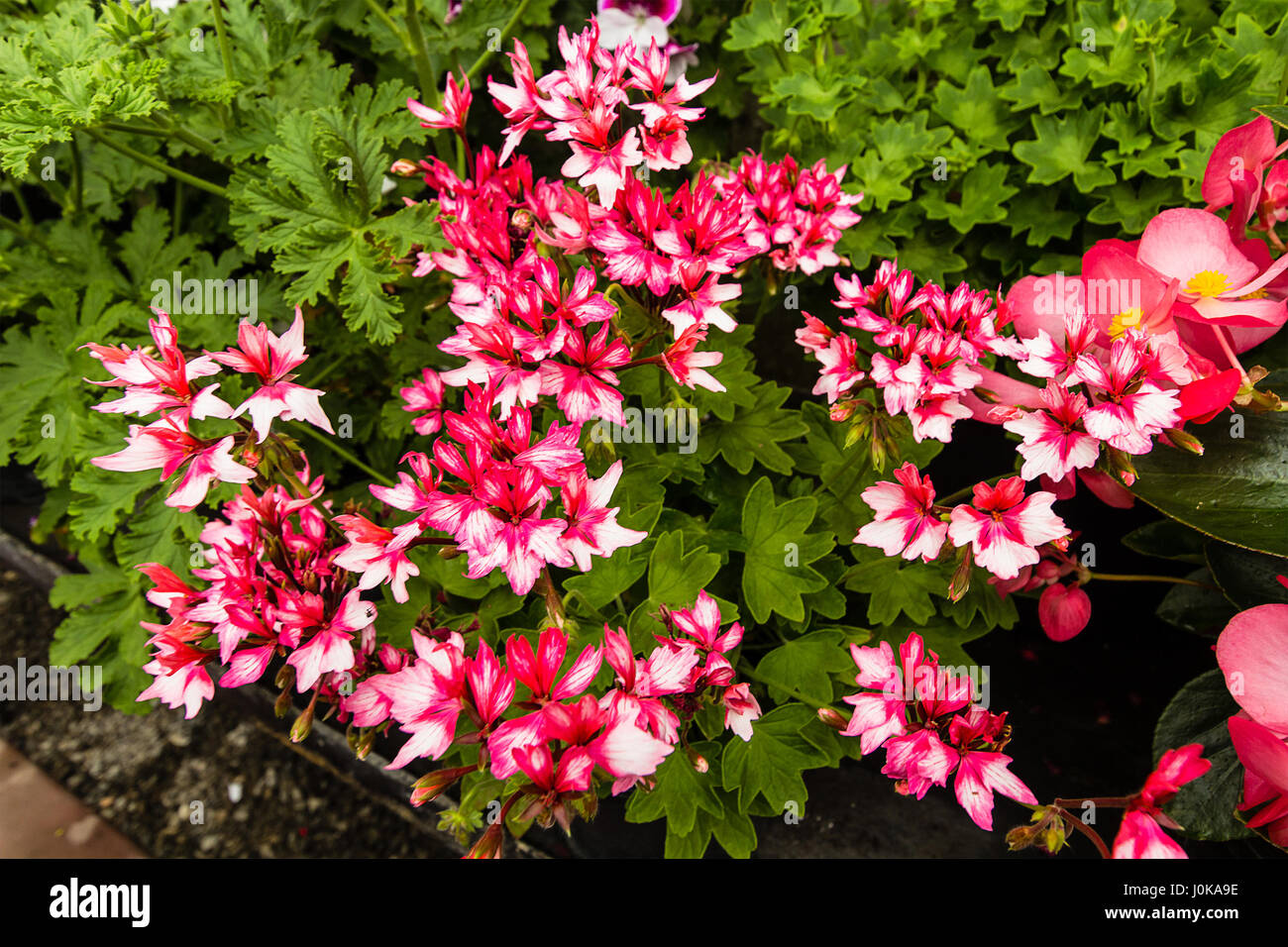 Flowers of various colours hi-res stock photography and images - Alamy