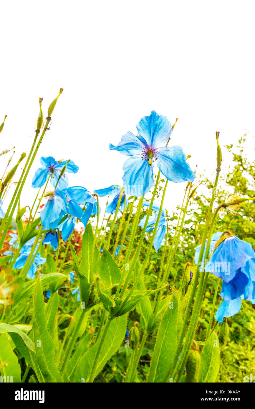 Meconopsis, Lingholm, beautiful blue poppies growing in the garden Stock Photo