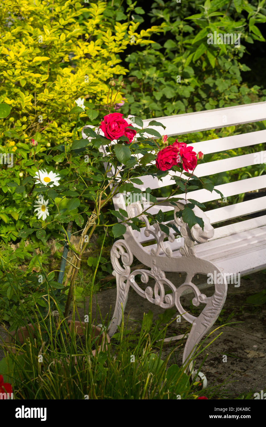 Red roses in the flowerpot  in the home, romantic garden Stock Photo