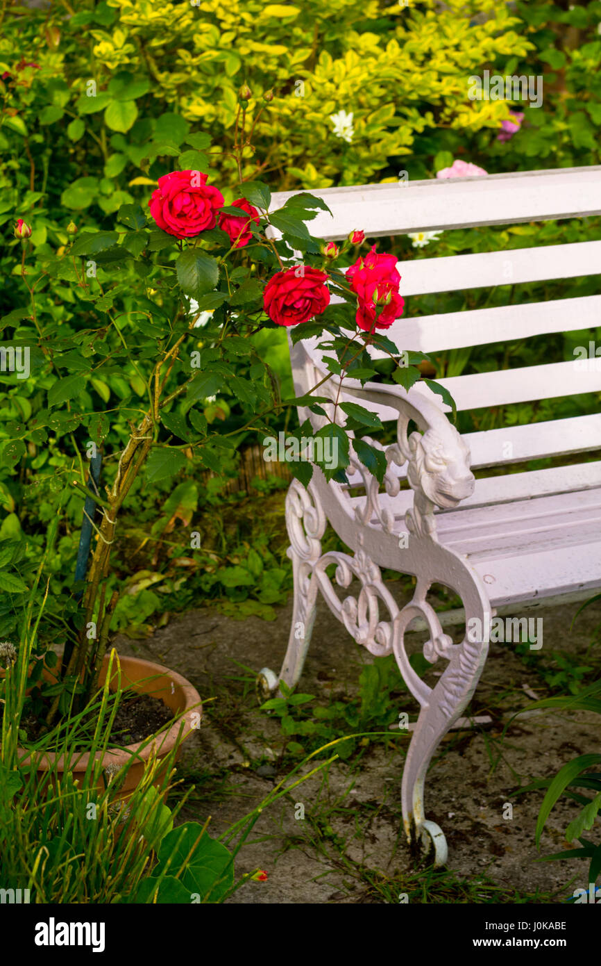 Red roses in the flowerpot  in the home, romantic garden Stock Photo