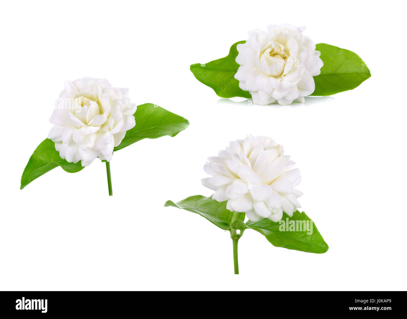 Jasmine flower isolated on white background Stock Photo - Alamy