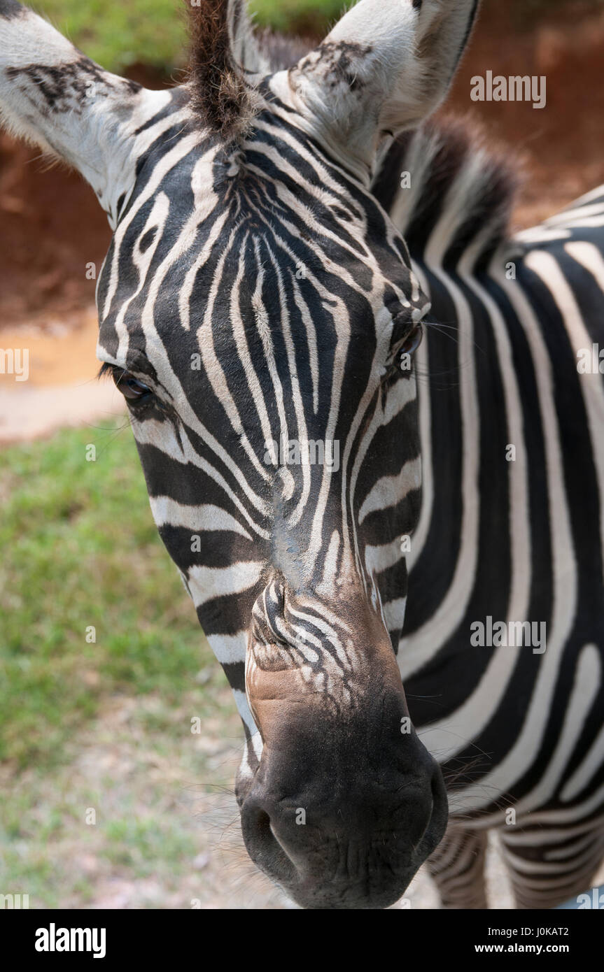 An up close view of the face of a zebra Stock Photo