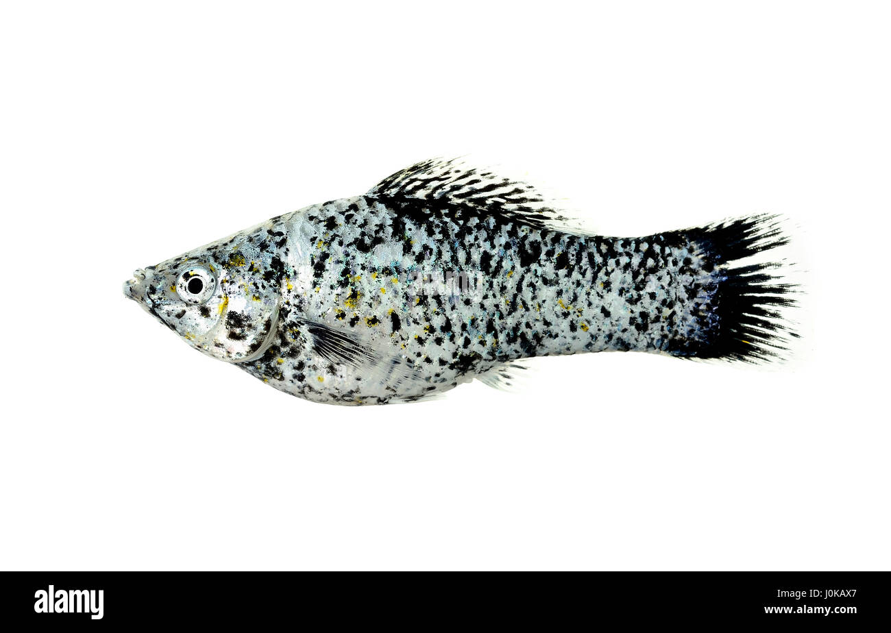 Molly fish isolated on the white background. Stock Photo
