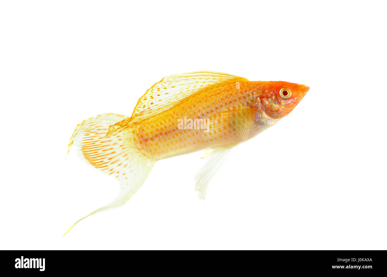 Molly fish isolated on the white background. Stock Photo