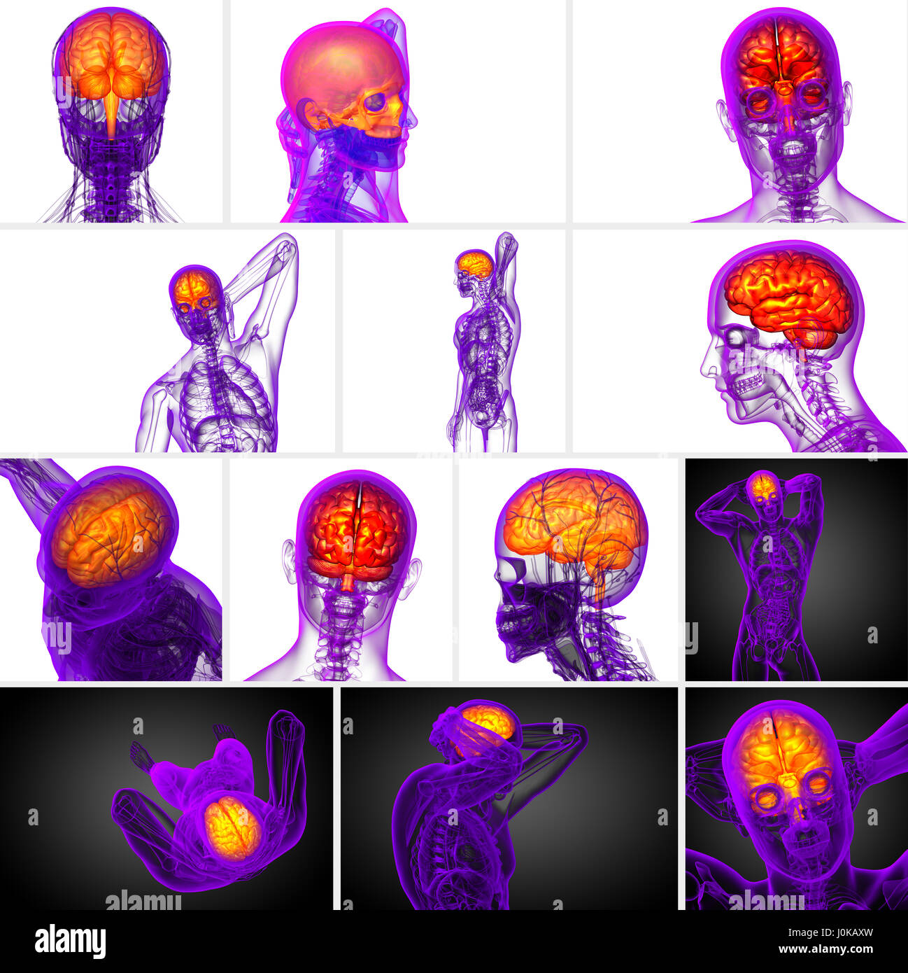 3d rendering medical illustration of the brain Stock Photo - Alamy