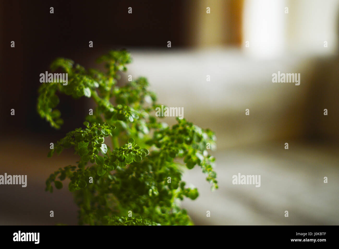 Peace and nature hi-res stock photography and images - Alamy