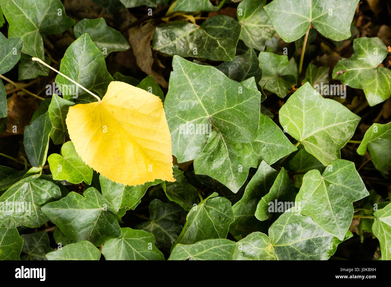 A single yellow leaf on a deck of green leaves Stock Photo