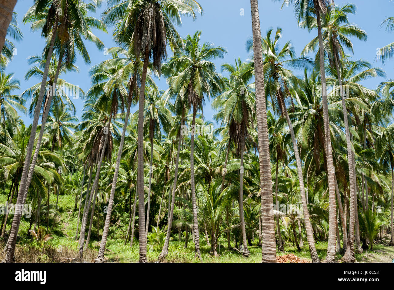 Palm trees on the Philippine island of Mindanao Stock Photo