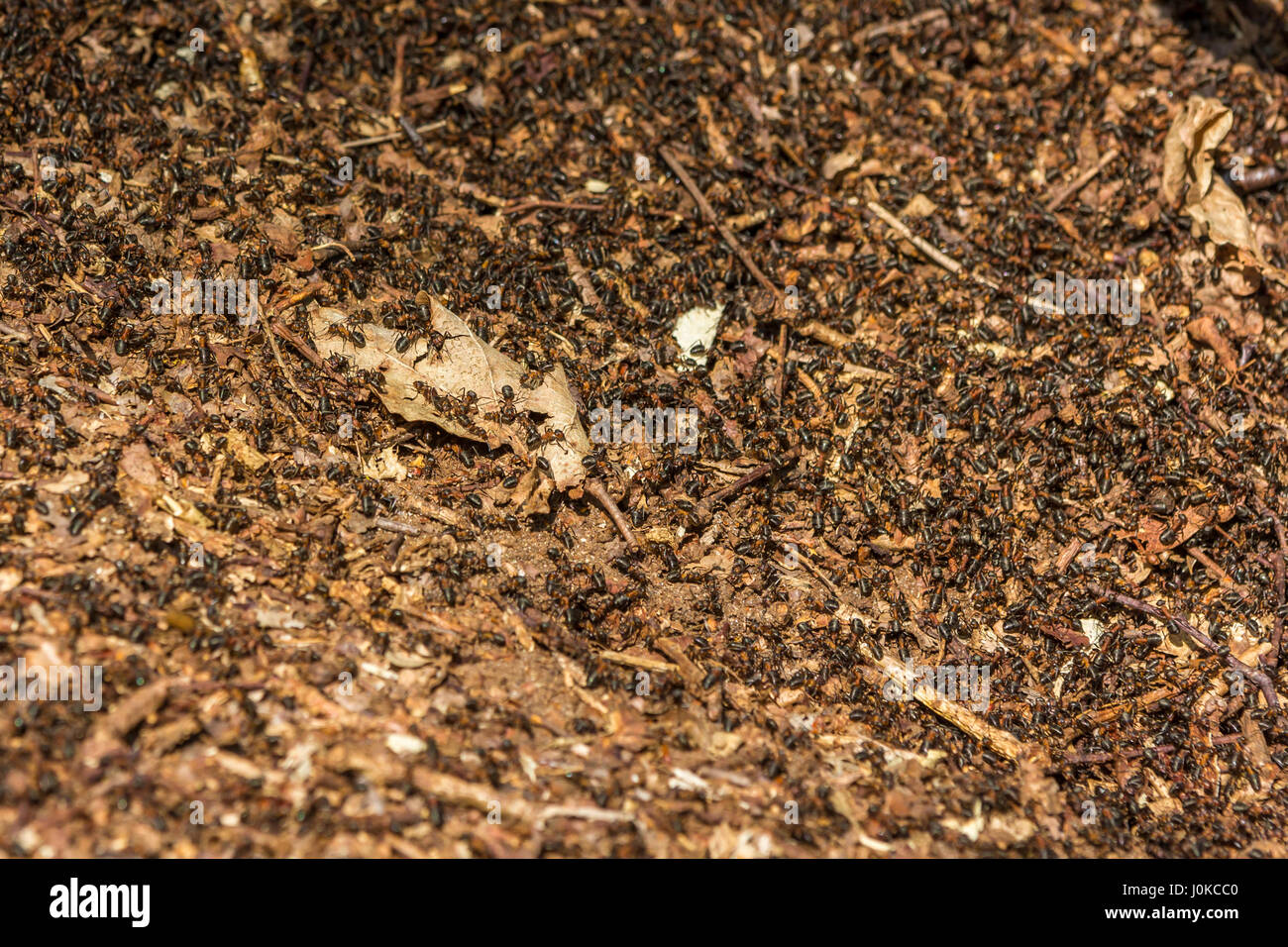 European red ants swarming on forest floor Stock Photo