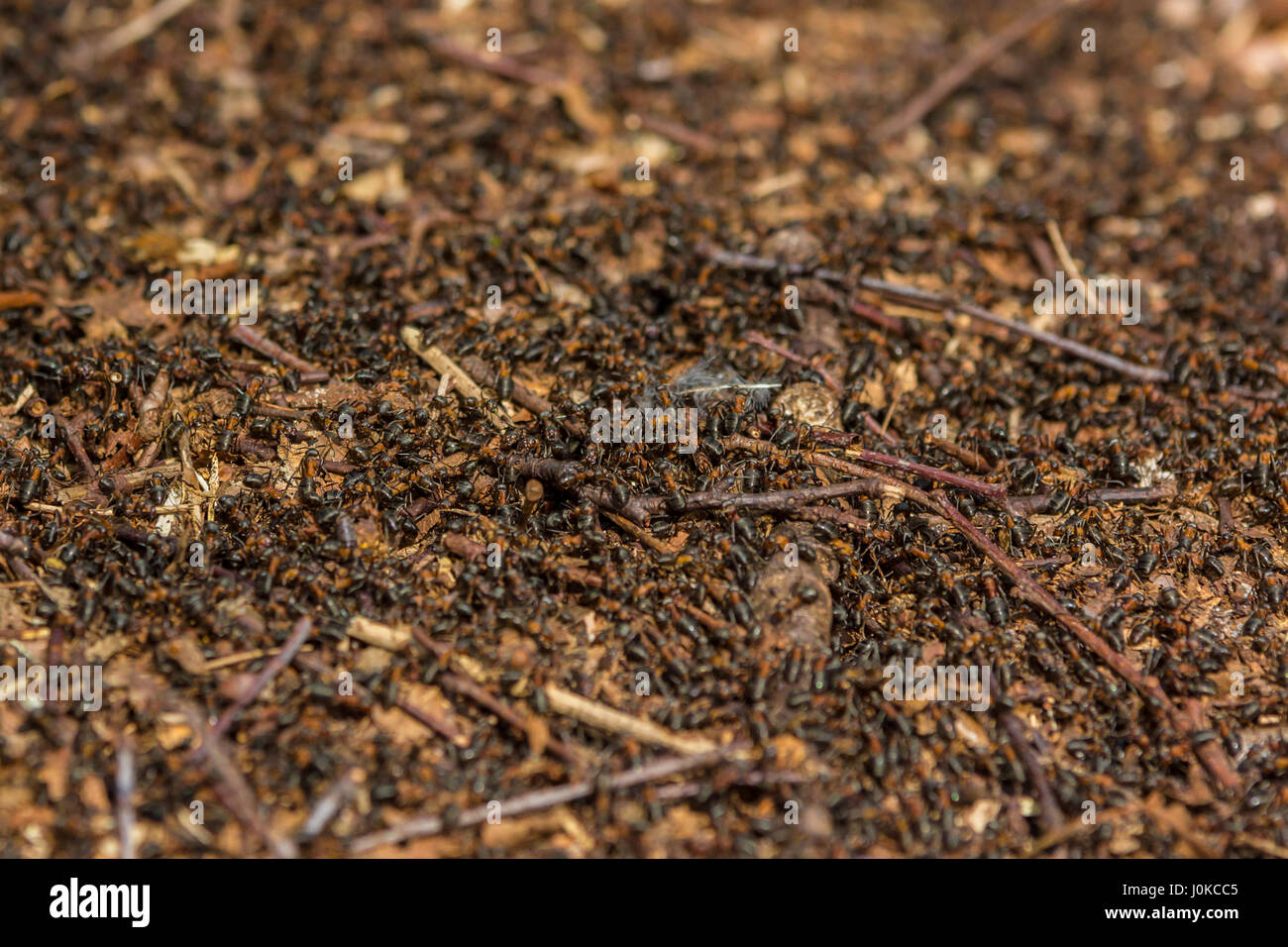 European red ants swarming on nest in forest Stock Photo