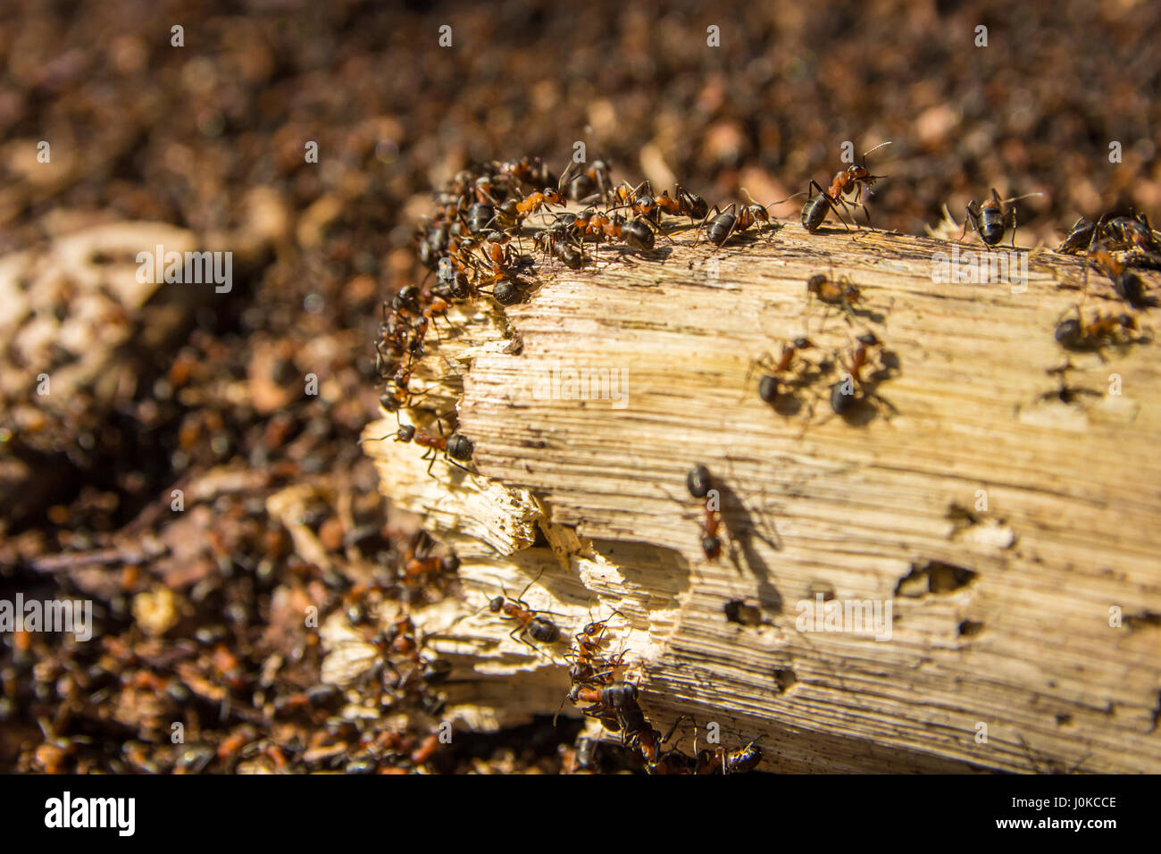 european red ants swarming over log Stock Photo