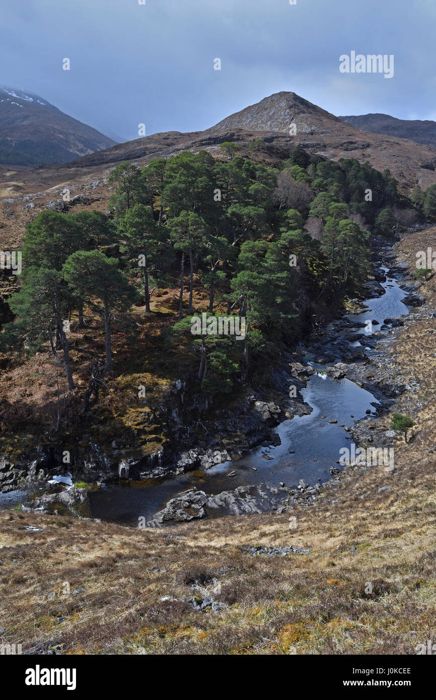 glen strathfarrar;scots pine;river farrar;strathglass;april;scotland