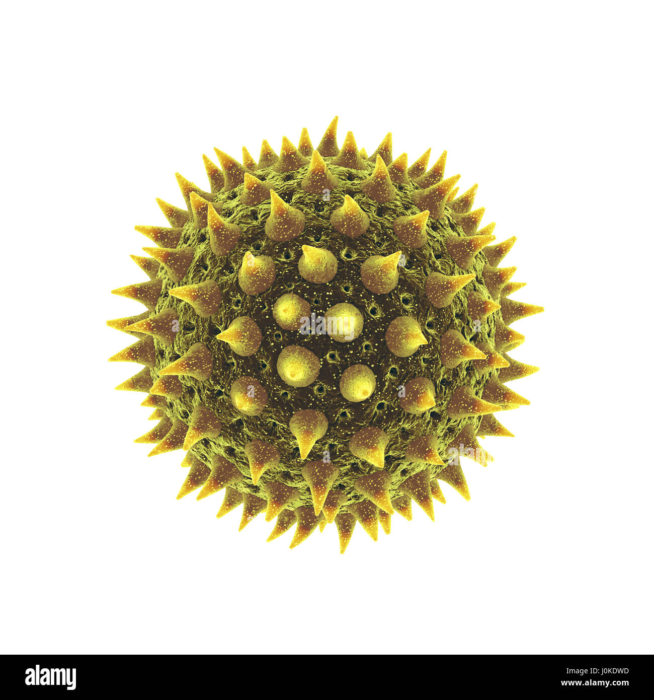 Pollen grain isolated on white ,Pollen allergy is also known as hay fever or allergic rhinitis Stock Photo